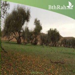 بذور شجرة السدر البري بذور شجرة السدر البري