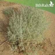 بذور عشبة الشنان بذور عشبة الشنان