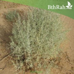 بذور عشبة الشنان بذور عشبة الشنان