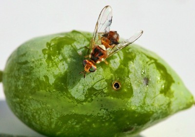 ذبابة ثمار الزيتون