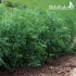 بذور حب الرشاد - LEPIDIUM SATIVUM