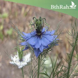 بذور الحبة السوداء-حبة البركة-NIGELLA SATIVA بذور الحبة السوداء-حبة البركة-NIGELLA SATIVA