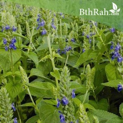 بذور الشيا أو المرامية الإسبانية - SALVIA HISPANICA بذور الشيا أو المرامية الإسبانية - SALVIA HISPANICA