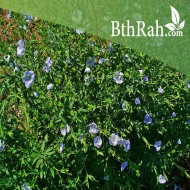 بذور الكتان - Flax بذور الكتان - Flax