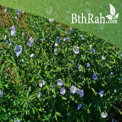 بذور الكتان - Flax بذور الكتان - Flax