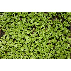 بذور حب الرشاد - LEPIDIUM SATIVUM بذور حب الرشاد - LEPIDIUM SATIVUM
