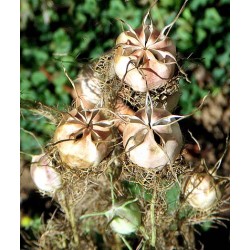 بذور الحبة السوداء-حبة البركة-NIGELLA SATIVA