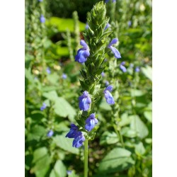 بذور الشيا أو المرامية الإسبانية - SALVIA HISPANICA بذور الشيا أو المرامية الإسبانية - SALVIA HISPANICA