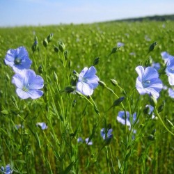 بذور الكتان - Flax بذور الكتان - Flax