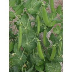 بذور البازلاء-البسلة-Pea بذور البازلاء-البسلة-Pea