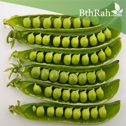 بذور البازلاء-البسلة-Pea بذور البازلاء-البسلة-Pea