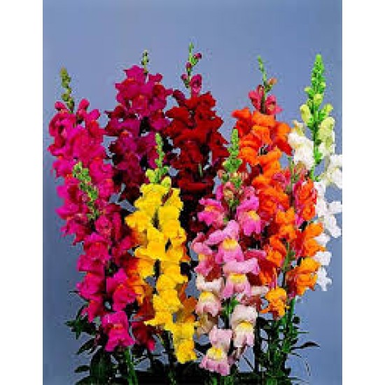 بذور زهور فم السمكة(Antirrhinum Majus) بذور زهور فم السمكة(Antirrhinum Majus)