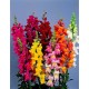 بذور زهور فم السمكة(Antirrhinum Majus) بذور زهور فم السمكة(Antirrhinum Majus)