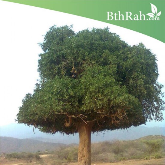 بذور شجرة الضبر - Dobera Arabica بذور شجرة الضبر - Dobera Arabica