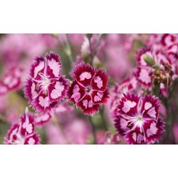 بذور زهور قرنفل صيني (Dianthus chinensis) بذور زهور قرنفل صيني (Dianthus chinensis)