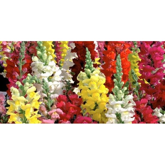 بذور زهور فم السمكة(Antirrhinum Majus) بذور زهور فم السمكة(Antirrhinum Majus)