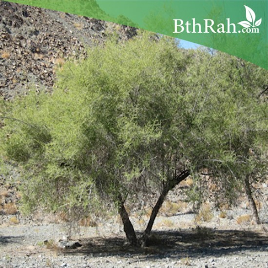بذور شجرة السرح - Maerua crassifolia بذور شجرة السرح - Maerua crassifolia