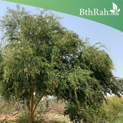 بذور شجرة اللوز الهندي- Pithecellobium dulce