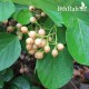 بذور شجرة البمبر البري - Cordia myxa بذور شجرة البمبر البري - Cordia myxa