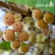 بذور شجرة البمبر البري - Cordia myxa بذور شجرة البمبر البري - Cordia myxa