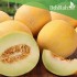 بذور شمام - Cucumis melo var. cantalupensis