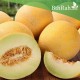 بذور شمام - Cucumis melo var. cantalupensis بذور شمام - Cucumis melo var. cantalupensis