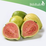 بذور الجوافة الحمراء - Psidium guajava بذور الجوافة الحمراء - Psidium guajava