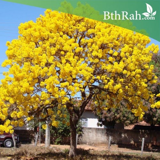 بذور شجرة التابوبيا الذهبية - Tabebuia aurea بذور شجرة التابوبيا الذهبية - Tabebuia aurea