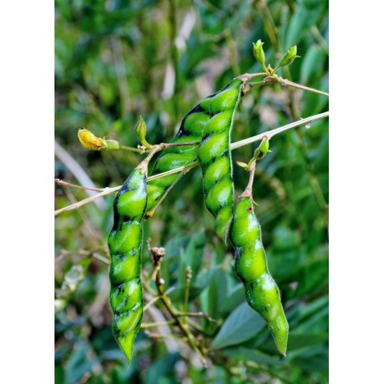 اللوبيا العدسية (رعوية) Begun pea اللوبيا العدسية (رعوية) Begun pea