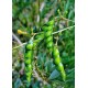 اللوبيا العدسية (رعوية) Begun pea اللوبيا العدسية (رعوية) Begun pea