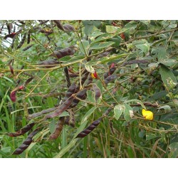 بذور اللوبيا العدسية (رعوية) Begun pea بذور اللوبيا العدسية (رعوية) Begun pea