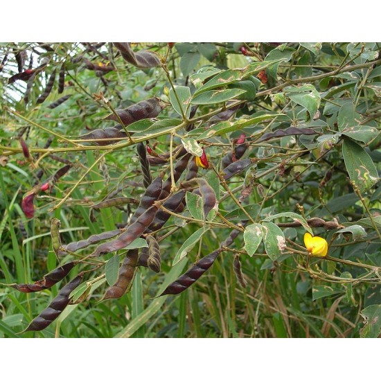 اللوبيا العدسية (رعوية) Begun pea اللوبيا العدسية (رعوية) Begun pea