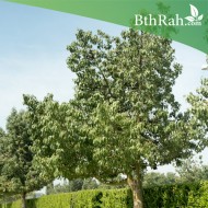 بذور شجرة استركوليا مخمسة-Brachychiton populneus بذور شجرة استركوليا مخمسة-Brachychiton populneus