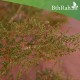 بذور شجرة العاذر - Artemisia monosperma بذور شجرة العاذر - Artemisia monosperma