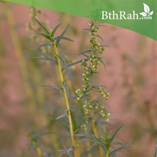بذور شجرة العاذر - Artemisia monosperma بذور شجرة العاذر - Artemisia monosperma