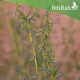 بذور شجرة العاذر - Artemisia monosperma بذور شجرة العاذر - Artemisia monosperma