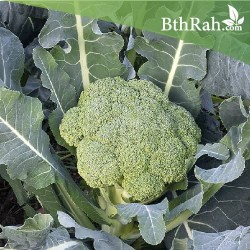 بذور بروكلي  بذور بروكلي