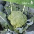 بذور بروكلي 