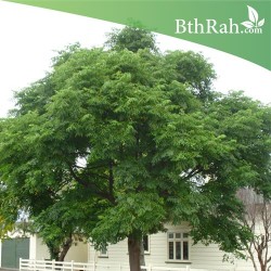 بذور شجرة الزنزلخت - Melia azedarach بذور شجرة الزنزلخت - Melia azedarach