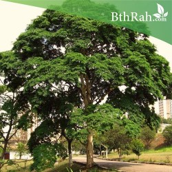 بذور شجرة مرجان الغابة - Adenanthera pavonina