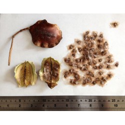 بذور شجرة الجاكرندا Jacaranda mimosifolia بذور شجرة الجاكرندا Jacaranda mimosifolia