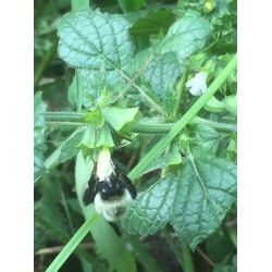 بذور الملِيسا - Melissa officinalis