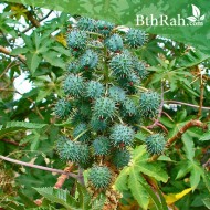 بذور شجرة الخروع - Ricinus communis بذور شجرة الخروع - Ricinus communis
