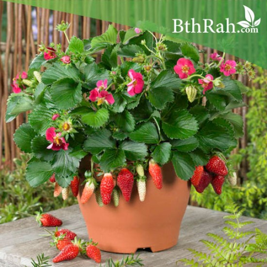 بذور الفراولة - Fragaria ananassa بذور الفراولة - Fragaria ananassa