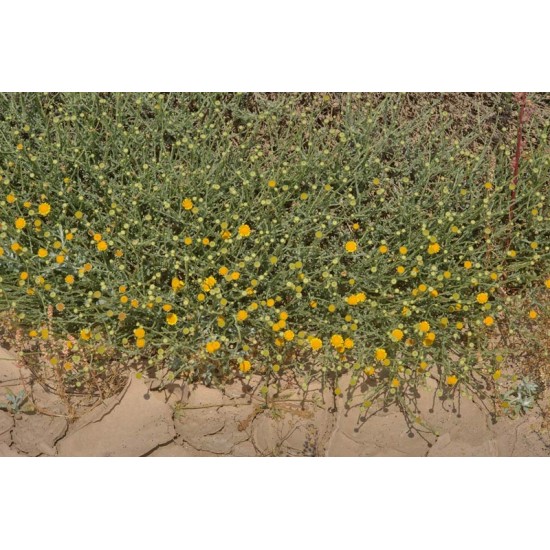 بذور الجثجاث - pulicaria undulata بذور الجثجاث - pulicaria undulata