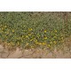 بذور الجثجاث - pulicaria undulata بذور الجثجاث - pulicaria undulata