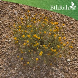 بذور الجثجاث - pulicaria undulata بذور الجثجاث - pulicaria undulata