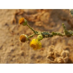 بذور الجثجاث - pulicaria undulata بذور الجثجاث - pulicaria undulata