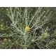 بذور الجثجاث - pulicaria undulata بذور الجثجاث - pulicaria undulata
