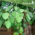بذور فيكس لسان العصفور - Ficus religiosa